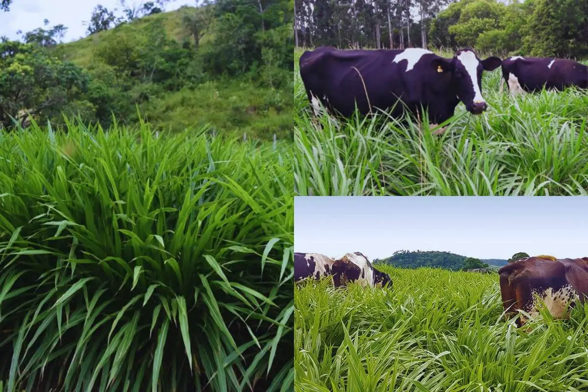 Capim-elefante BRS Kurumi: O Futuro da Pecuária em 15 Razões e 20 Cuidados