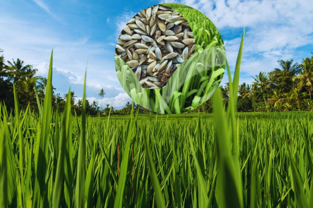 O Capim Miyagi Supera Desafios do Pastejo Rotativo