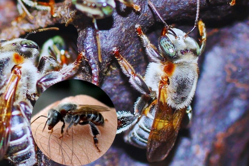 Abelha Tiúba: Conheça a Incrível Polinizadora Nativa do Brasil