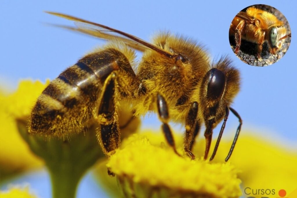 Abelha Uruçu-Amarela: Conheça Tudo Sobre Esta Espécie Fascinante