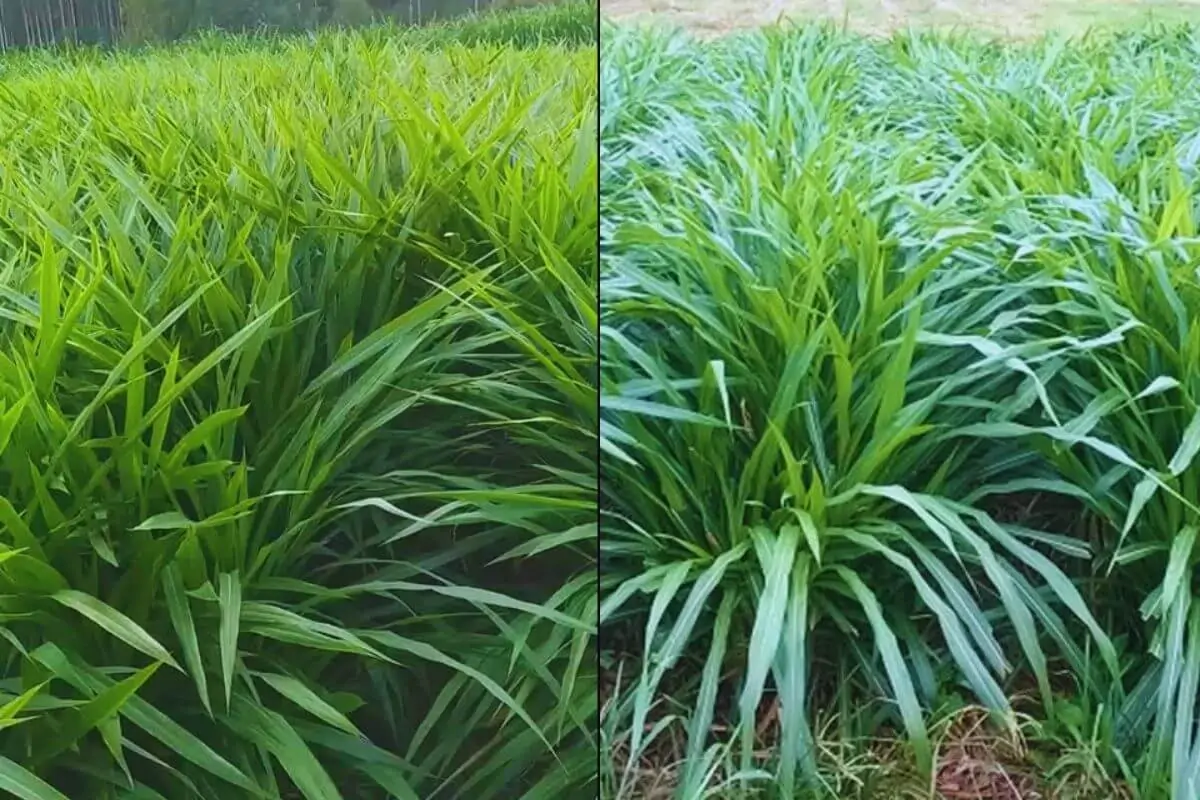 Capim-elefante BRS Kurumi: O Futuro da Pecuária em 15 Razões e 20 Cuidados