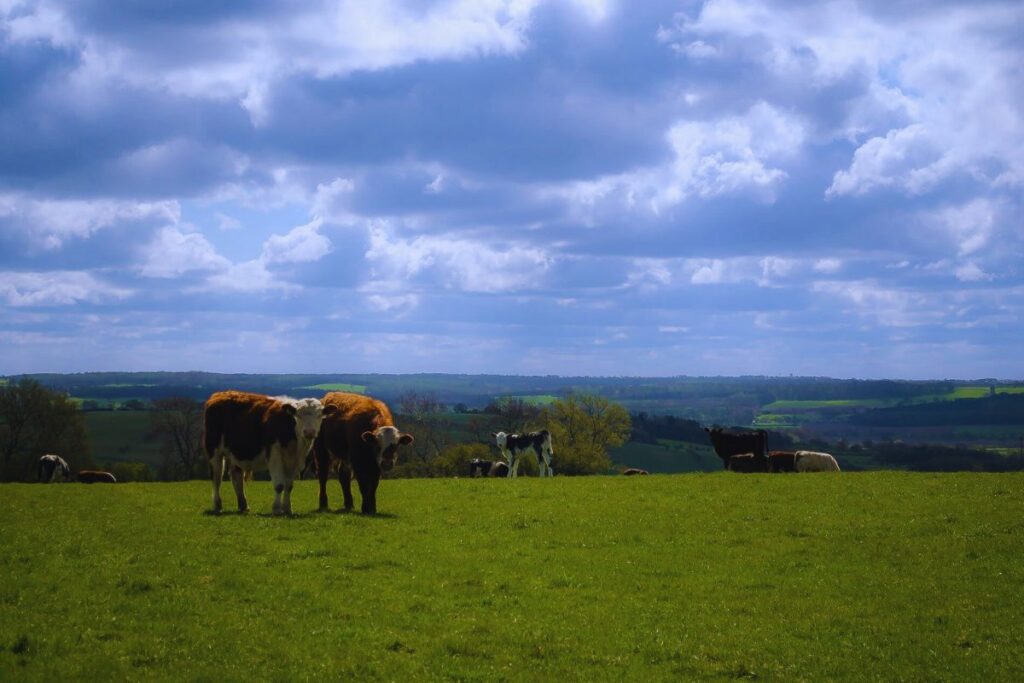 Conheça os Melhores Tipos de Capim para Otimizar a Produção do Seu Gado
