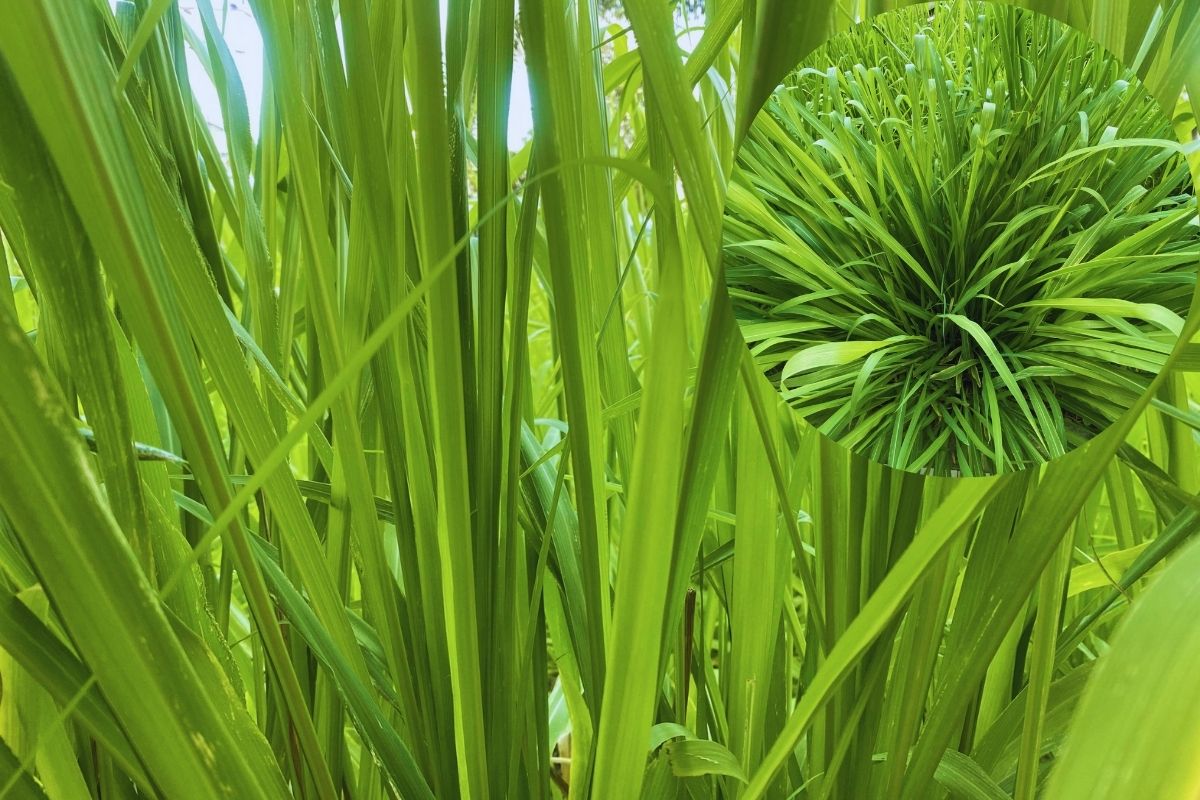 Capim Napier: A Forrageira Versátil para a Pecuária Moderna