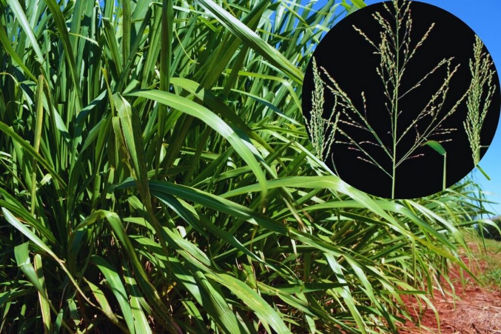 Capim-colonião: Manejo, Benefícios e Desafios