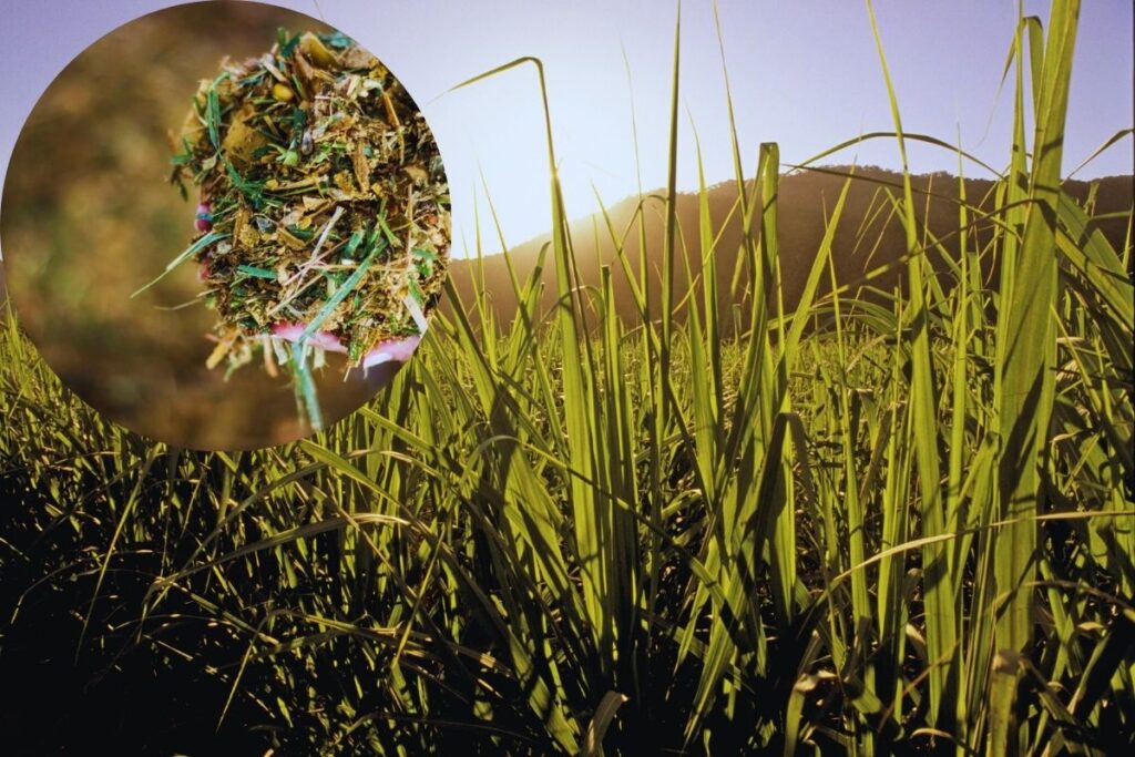 Silagem de Capim: Estratégias Avançadas para a Pecuária