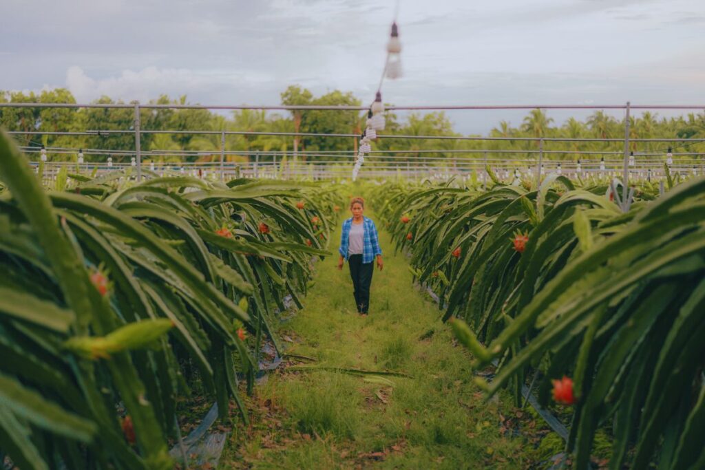 Tipos de Pitaya no Brasil: Guia Completo Sobre a Fruta Exótica e Seus Benefícios.