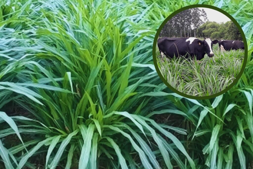 BRS Kurumi. Como plantar capim kurumi