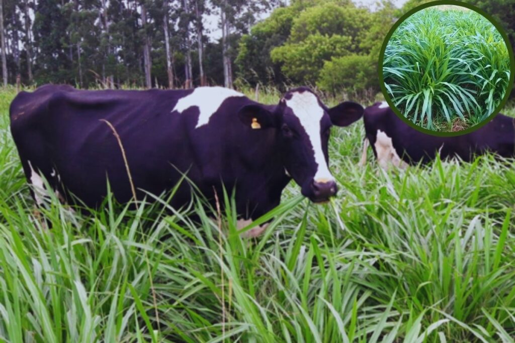 BRS Kurumi: Manejo, Controle de Pragas e Otimização da Produção de Forragem