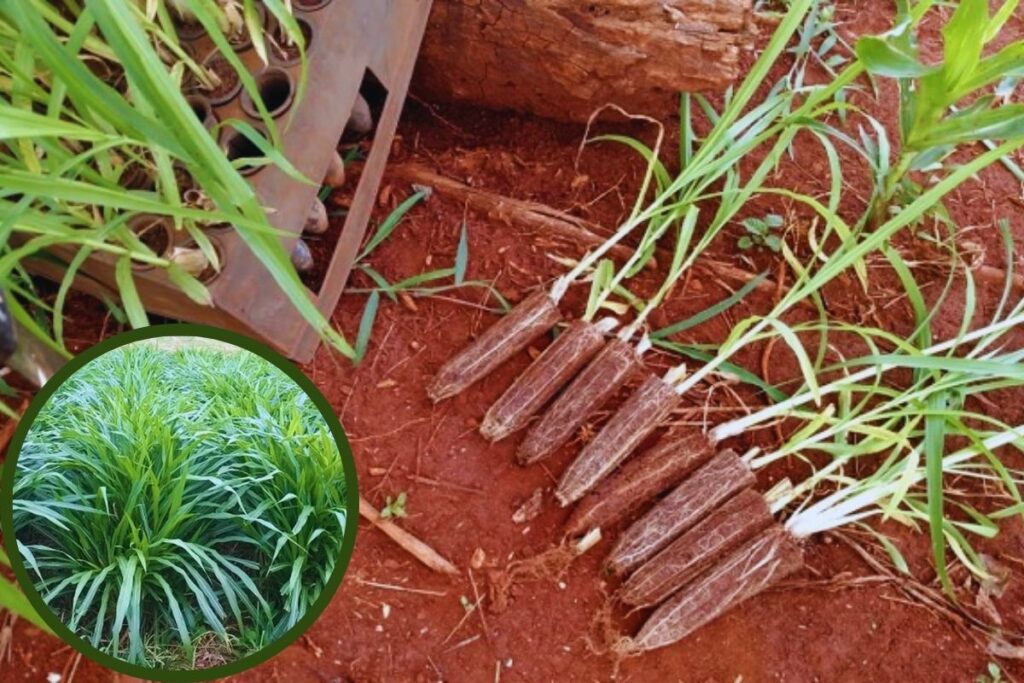 Capim BRS Kurumi: A Forrageira de Alta Produtividade e Valor Nutritivo.