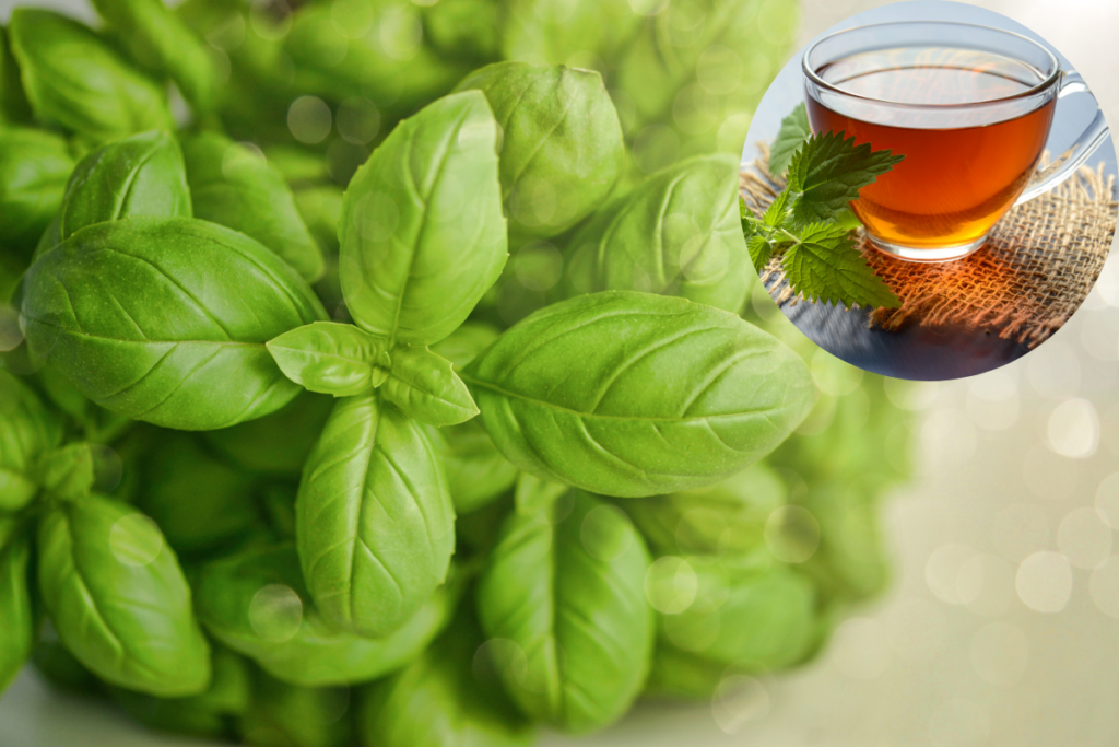 chá de manjerição