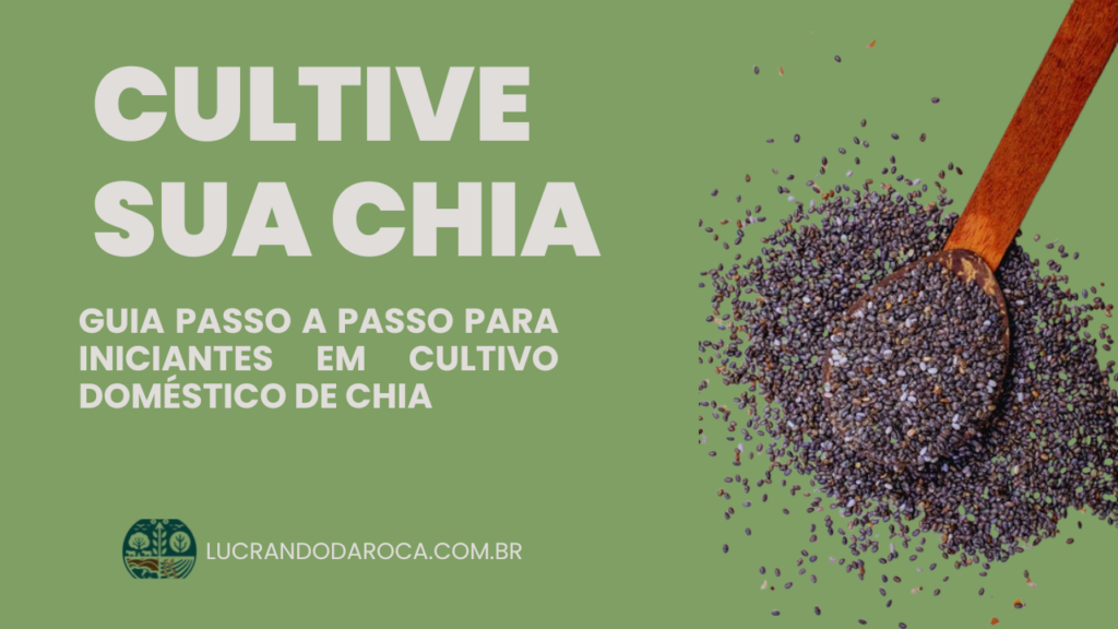 Você já pensou em cultivar chia em casa e aproveitar todos os seus benefícios nutricionais?