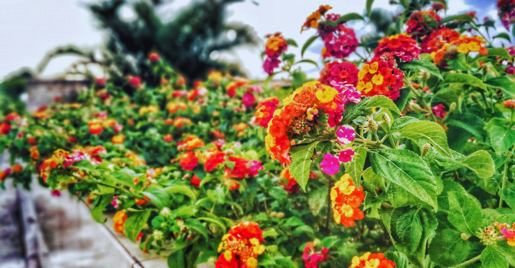 Por Que a Lantana Rasteira Está Se Tornando a Favorita entre Jardineiros?
