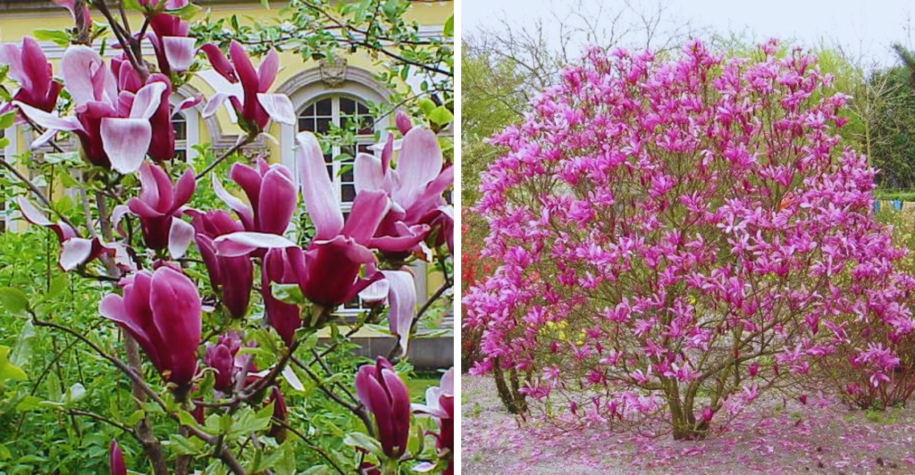 Ela plantou uma Magnolia liliflora no quintal — o que aconteceu depois chocou os vizinhos