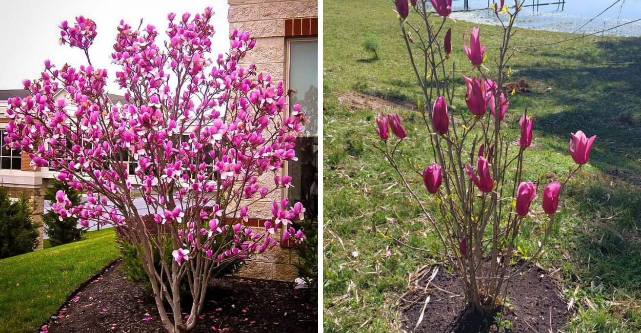 Como Plantar Magnolia liliflora em Casa e Ter Flores Deslumbrantes o Ano Todo