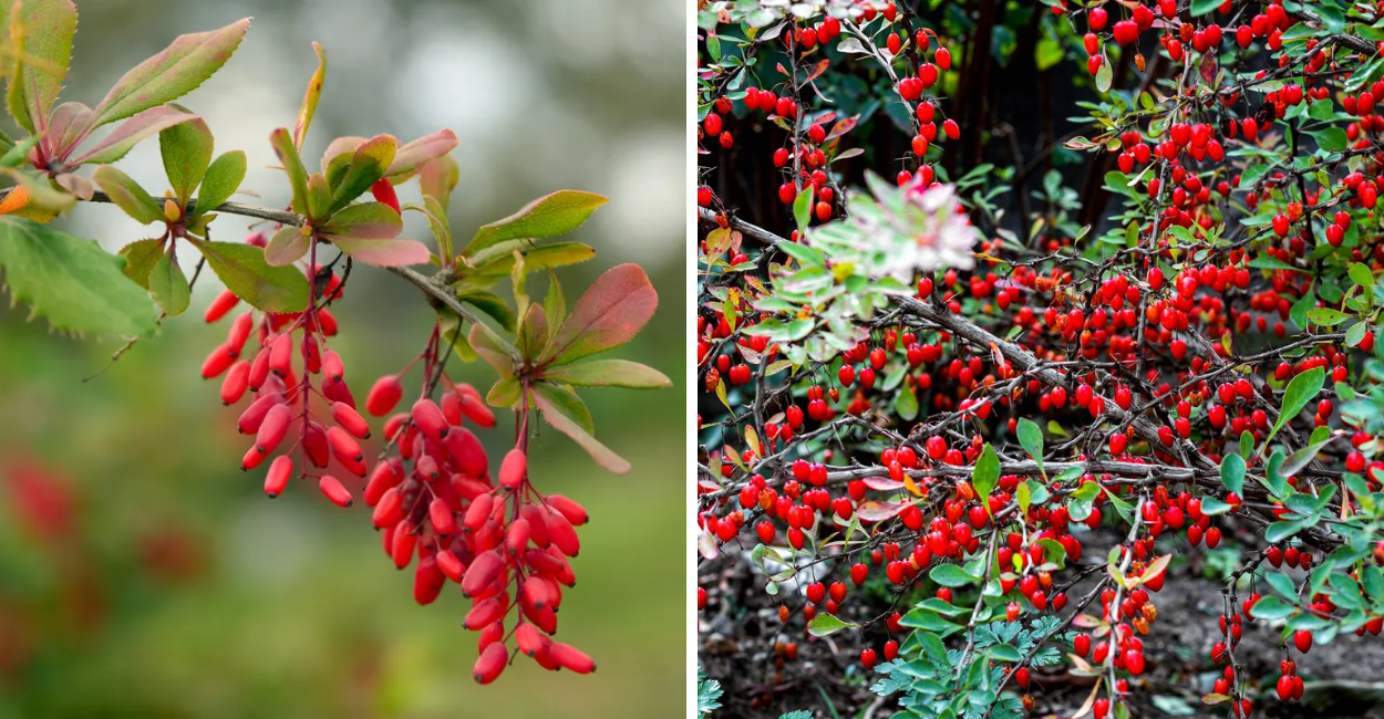 Descubra a planta medicinal que pode baixar seu colesterol de forma natural e eficaz. Veja como ela atua e como incluir na sua rotina!
