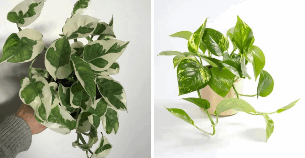 Jiboia (Epipremnum aureum): A Planta Decorativa que Purifica o Ar