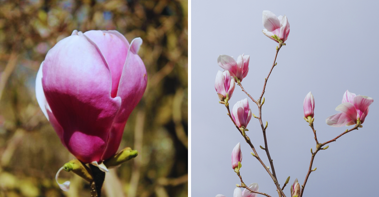 Botões Florais da Magnolia liliflora