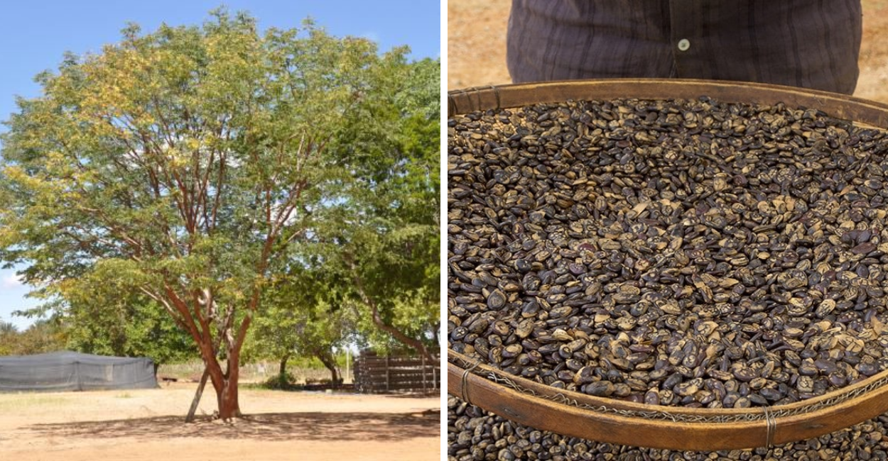 Benefícios da Umburana de Cheiro: Conheça os Segredos Desta Planta Surpreendente