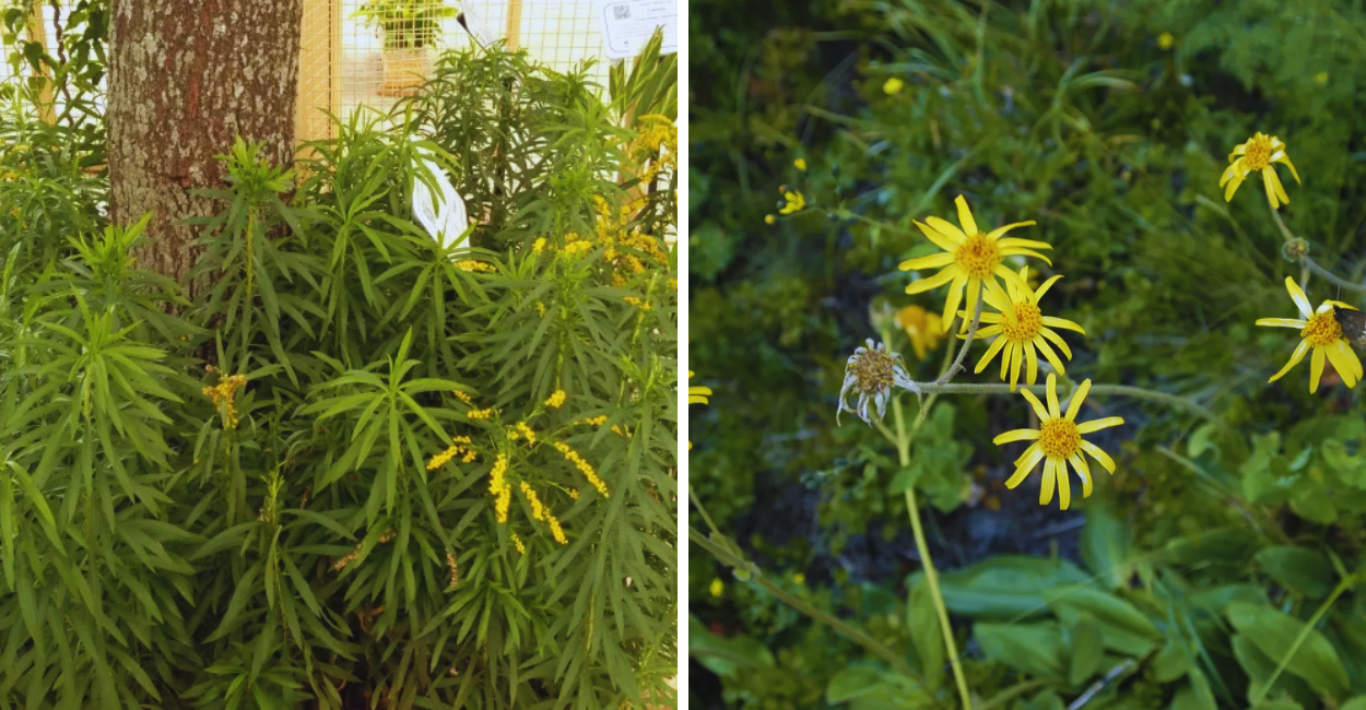 Por Que a Arnica É Tão Usada Há Séculos? Descubra Aqui