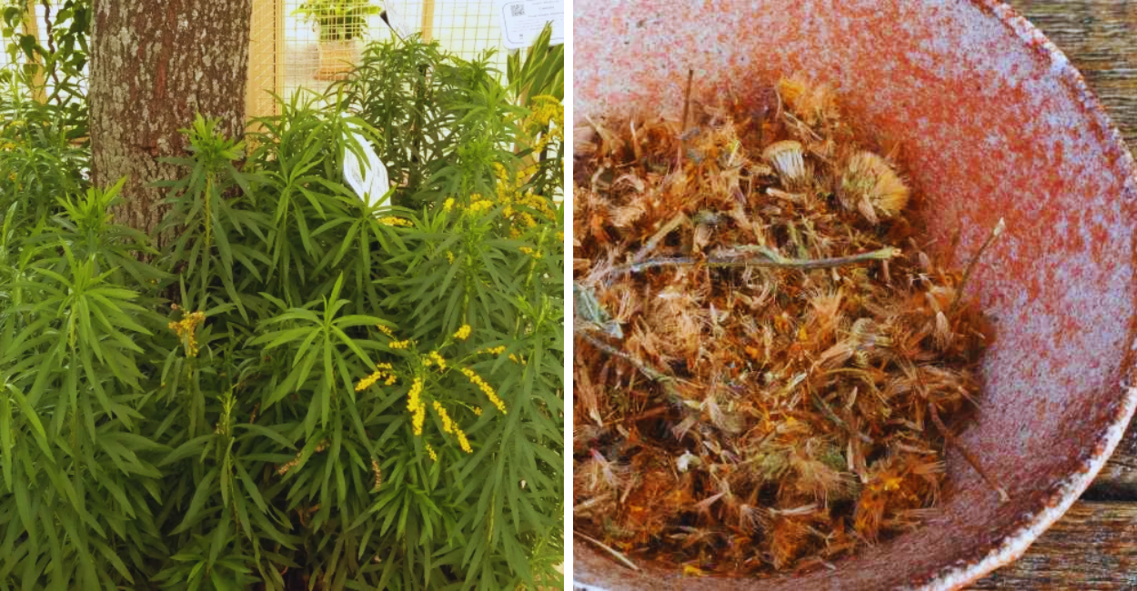 Descubra os poderes e benefícios do chá de arnica, como preparar, usar com segurança e potencializar seus efeitos naturais.