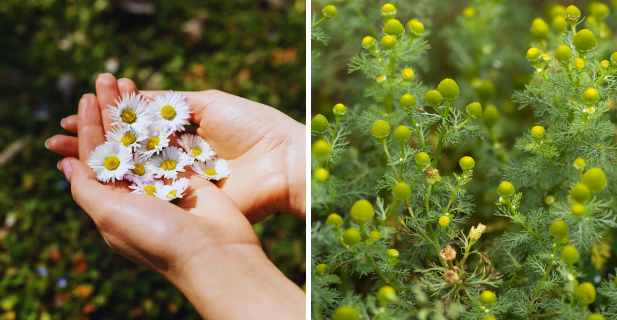 Você Nunca Mais Vai Ver a Camomila da Mesma Forma Após Ler Isso