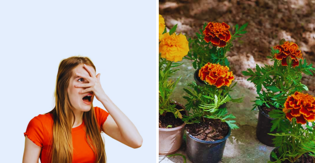 Mulher testa calêndula por 7 dias e surpreende especialistas com os resultados: veja como e por quê você vai querer fazer o mesmo!