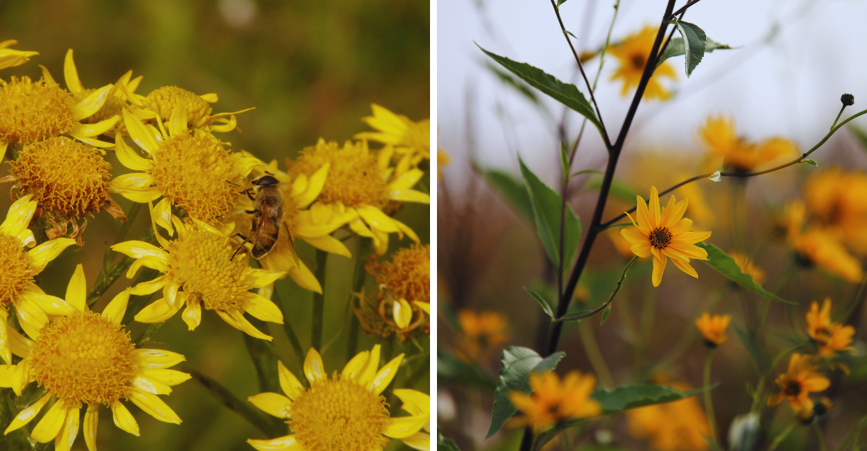 Aplicar arnica diretamente em feridas: é seguro ou perigoso?