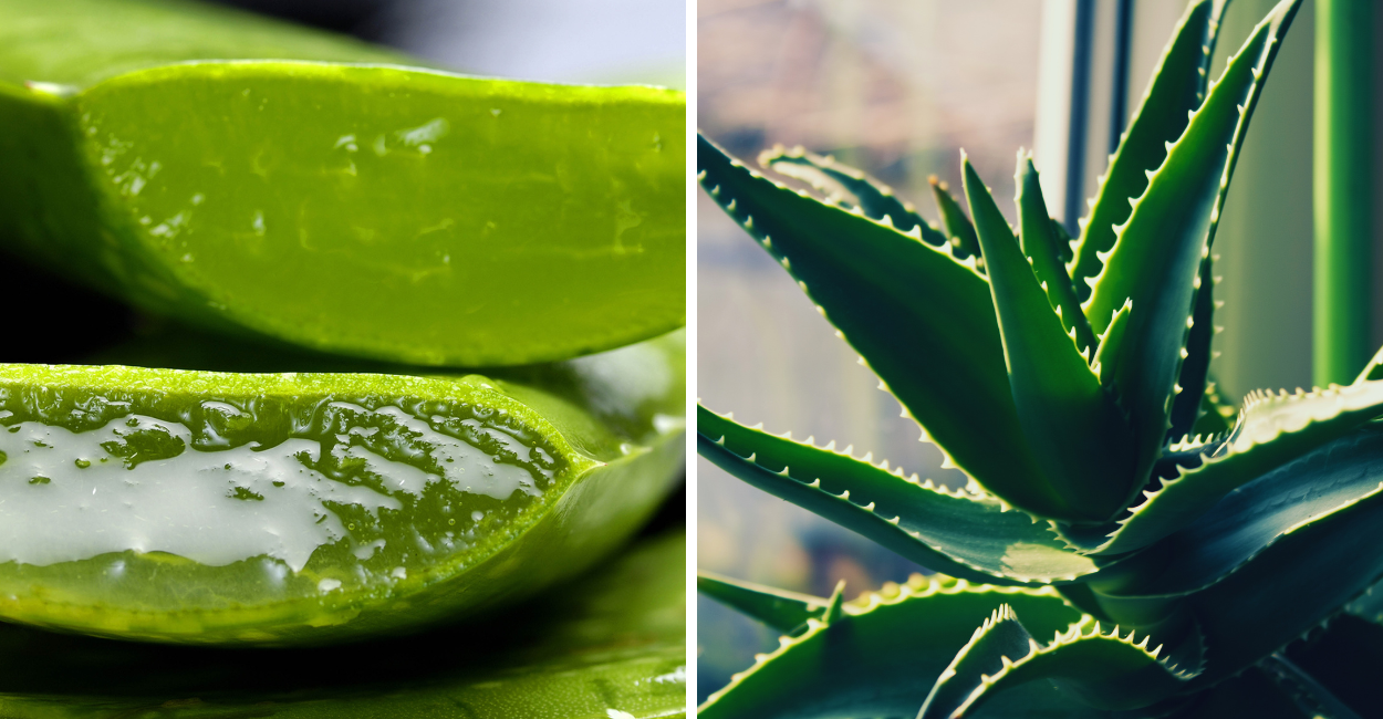 Descubra o que acontece se você usar babosa direto na pele e veja os benefícios, riscos e como aplicar corretamente.