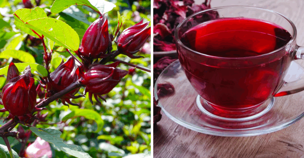 Descubra os segredos do chá de hibisco: seus benefícios, como preparar, para que serve e como ganhar dinheiro com ele.