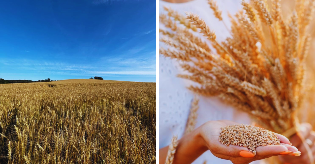 Plantação de Trigo: Guia Completo para Produzir com Alta Rentabilidade no Brasil
