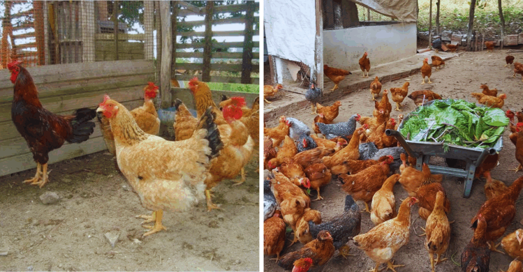 Aprenda tudo sobre criação de galinha caipira no quintal, desde estrutura, alimentação até como lucrar com a atividade rural.