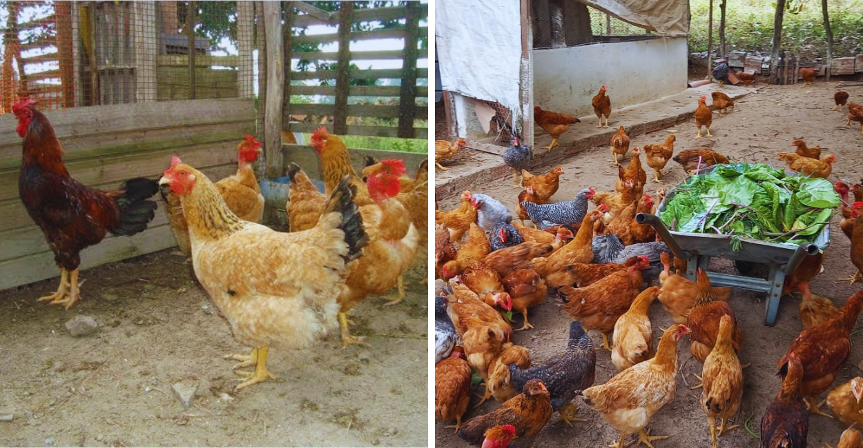 Aprenda tudo sobre criação de galinha caipira no quintal, desde estrutura, alimentação até como lucrar com a atividade rural.