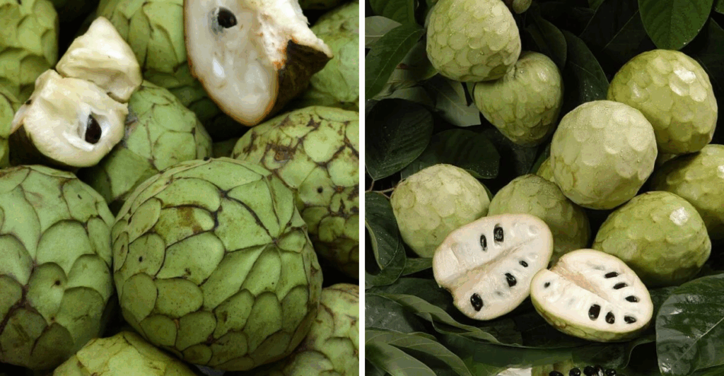 Descubra tudo sobre a cherimoia: sabor exótico, cultivo, benefícios e como lucrar com essa fruta surpreendente.