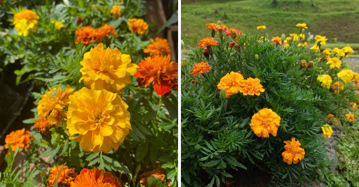 Descubra os mistérios por trás da flor de defunto em 7 países! O simbolismo por trás dessa planta vai te surpreender. Clique e veja agora!