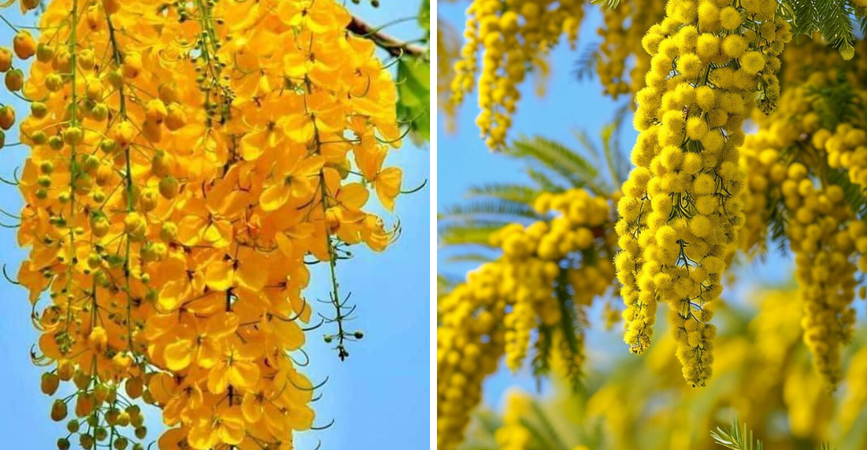 Descubra tudo sobre a encantadora flor mimosa: origem, cultivo, curiosidades e como ela pode transformar seu jardim.