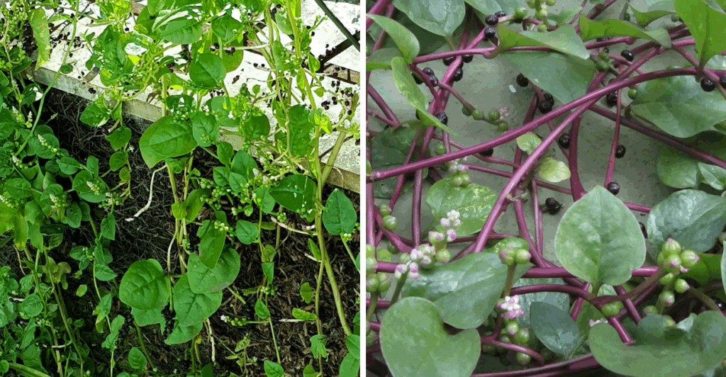 Descubra tudo sobre bertalha, seus benefícios, cultivo e usos na alimentação de forma saudável e sustentável.