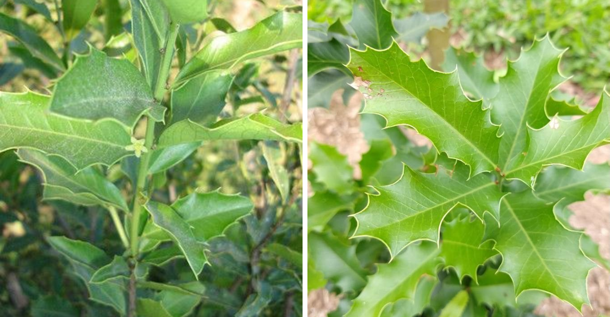 Descubra os incríveis benefícios da Espinheira-santa para o estômago, o fígado e a digestão. Uma aliada poderosa da saúde natural!