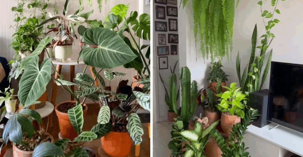 Descubra os 3 piores lugares onde não colocar suas plantas e evite erros que fazem suas folhas murcharem.