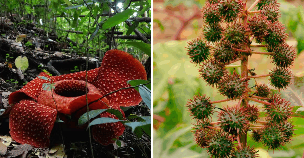 Conheça plantas comuns que podem intoxicar sua família. Saiba riscos, sintomas e primeiros socorros essenciais.