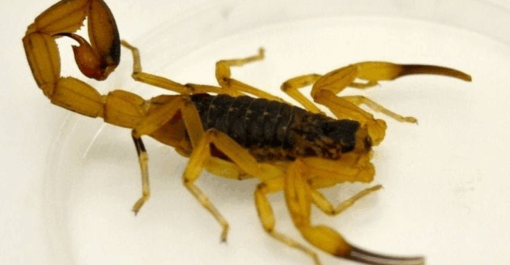Descubra como lidar com escorpiões amarelos, identificar riscos dentro de casa e evitar acidentes com segurança comprovada.