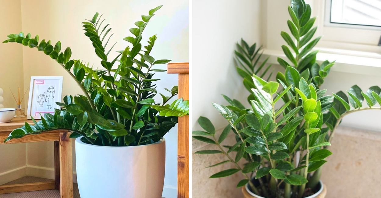 O encanto discreto da Zamioculca